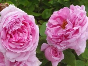 róże wielokwiatowe przyciągają zapachem